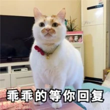 乖乖的等你回复 猫猫 乖乖的 等回复