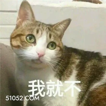 我就不 猫猫 不 就不