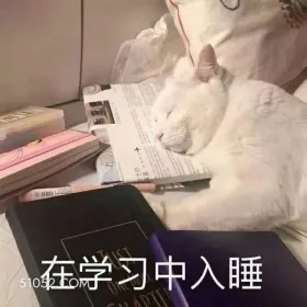 在学习中入睡 学习 学睡着了 猫