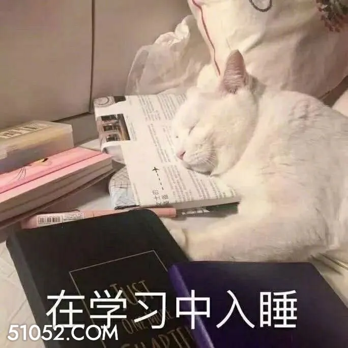 在学习中入睡 学习 学睡着了 猫