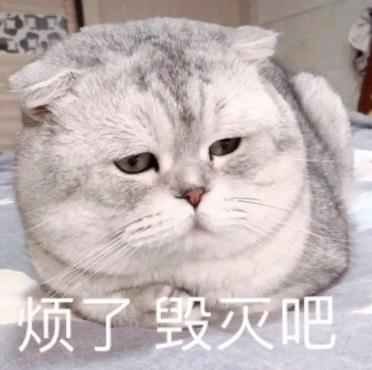 烦了毁灭吧 学习 学累了 学烦了 摆烂 猫咪-Ai玩表情-51052.com