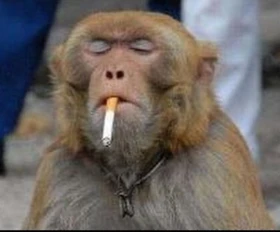 每 搞笑 猴子 抽根烟 思考人生 思考