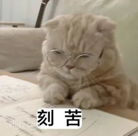 刻苦 学习 猫咪