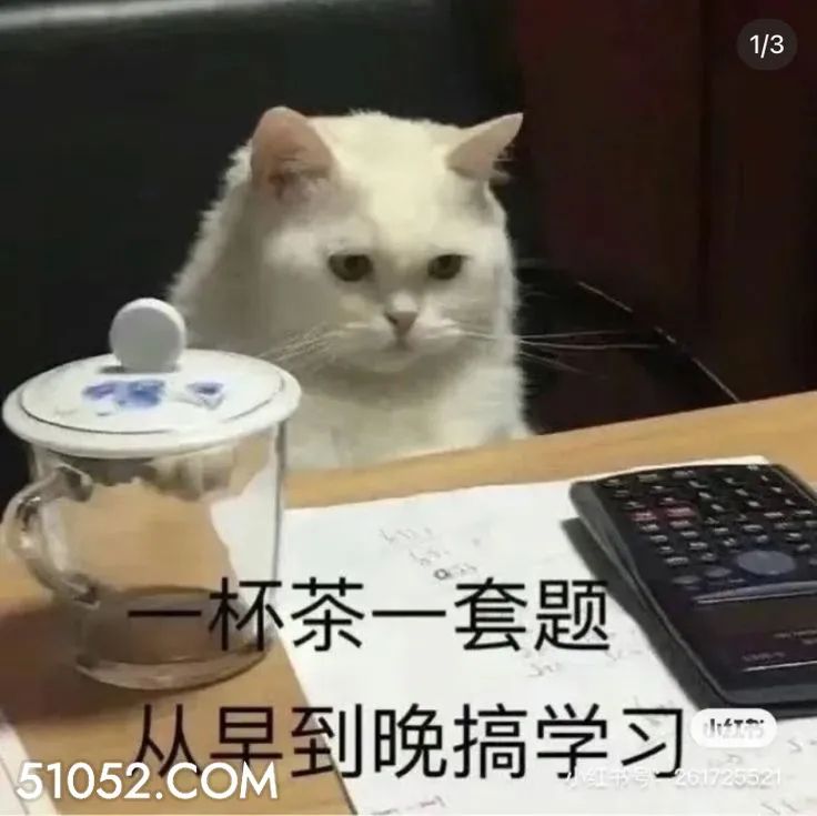 1/3 一杯茶一套题 学习 搞学习 一本正经 猫咪