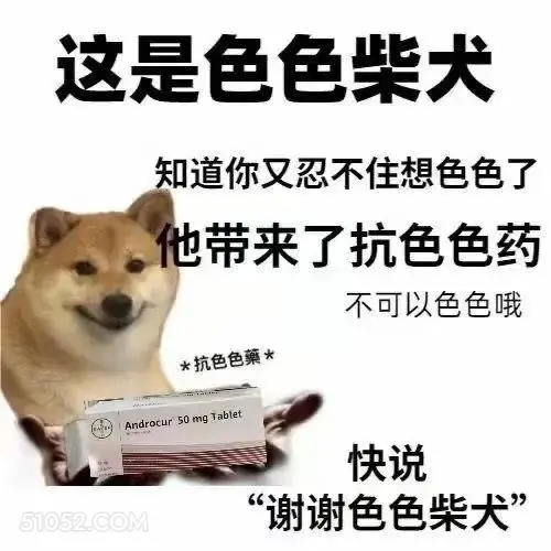 这是色色柴犬 知道你 柴犬 色色 不可以色色 抗色色药