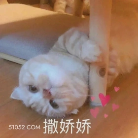 撒娇娇 恋爱 有趣表情包 比心 爱心