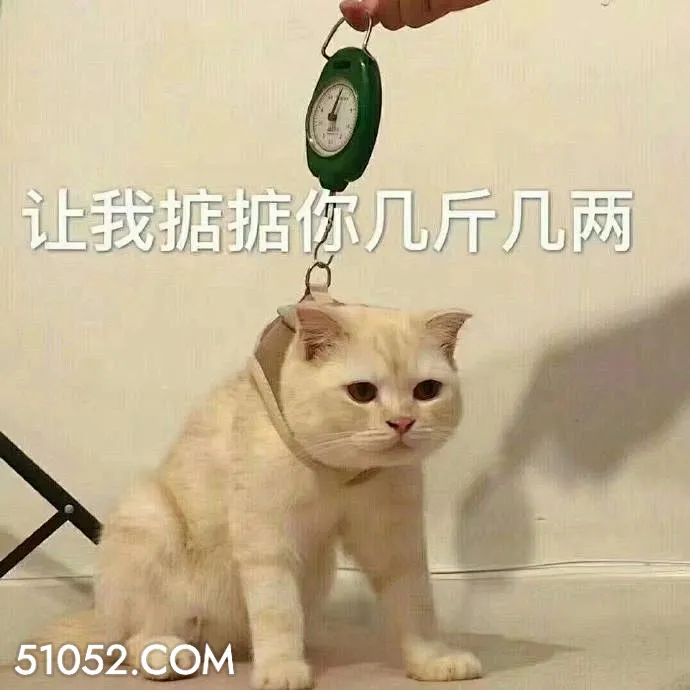 让我掂掂你几斤几两 猫猫 称重 让我看看你几斤几两