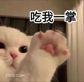 吃我一掌 猫咪 萌 掌嘴 生气