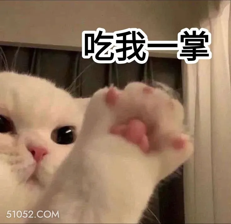 吃我一掌 猫咪 萌 掌嘴 生气