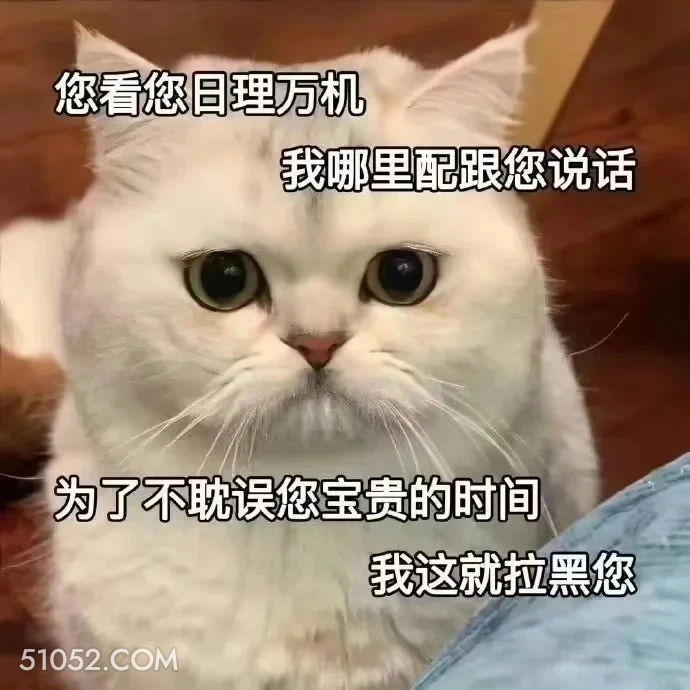 您看您日理万机 我哪 猫咪 萌 委屈 生气