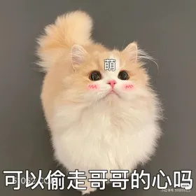 萌 M M 可以偷走 猫咪 狗 萌 期待 看着