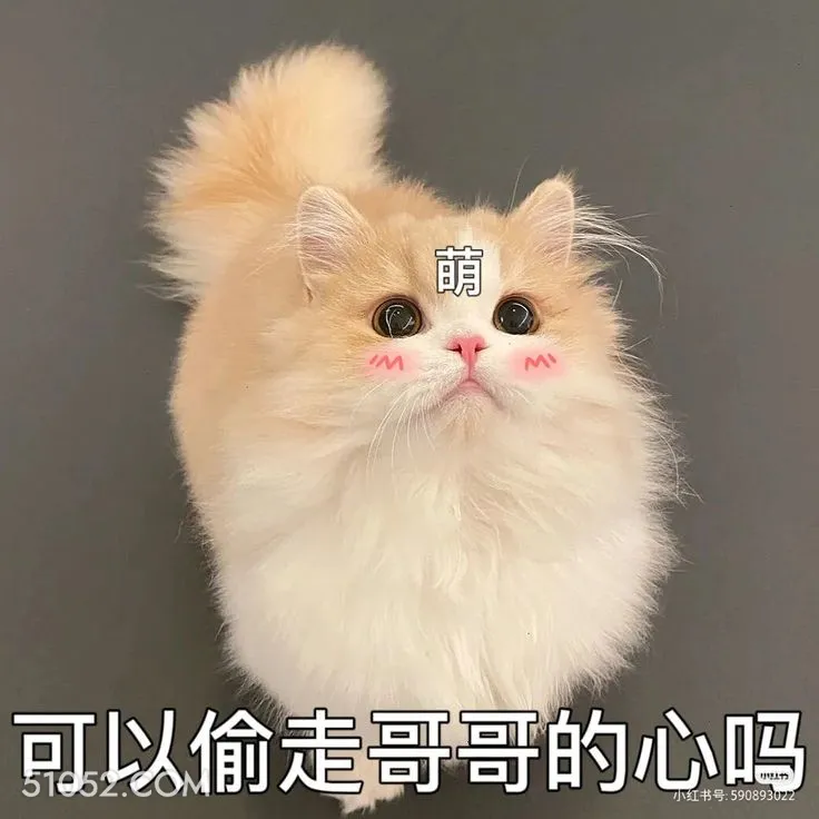 萌 M M 可以偷走 猫咪 狗 萌 期待 看着