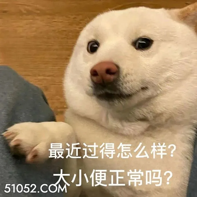 最近过得怎么样？ 大 狗狗 问候 最近过得怎么样