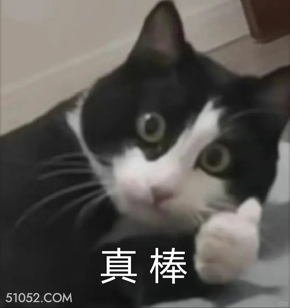 真棒 猫猫 点赞 真棒