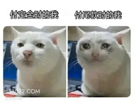 定金尾款前后对比 猫猫 双十一 定金尾款前后对比