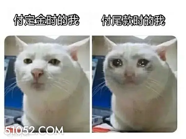 定金尾款前后对比 猫猫 双十一 定金尾款前后对比