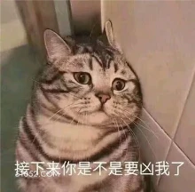 接下来你是不是要凶我 猫猫 你凶我