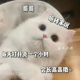 每天打扑克一小时会长高高 猫猫 撩汉 甜言蜜语 文案