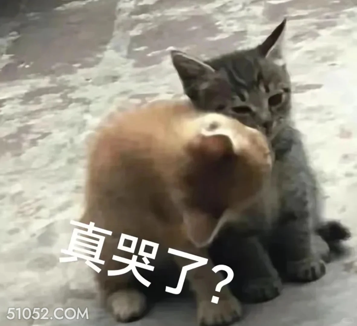 真哭了 猫咪 犯贱