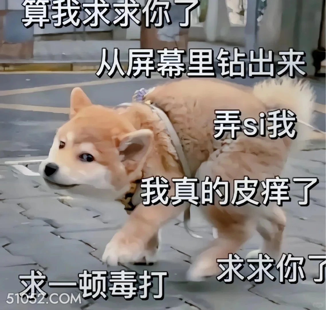 犯贱狗求打 犯贱 求打