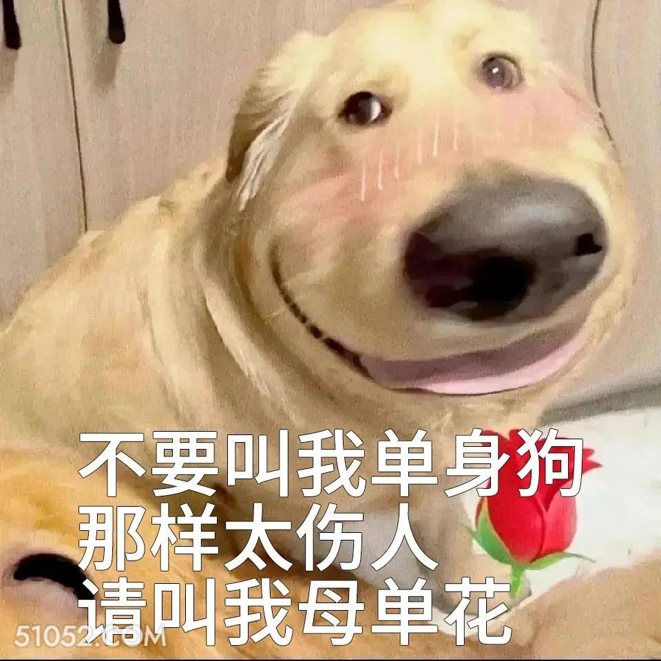 不要叫我单身狗，叫我母单花 单身狗 搞笑表情