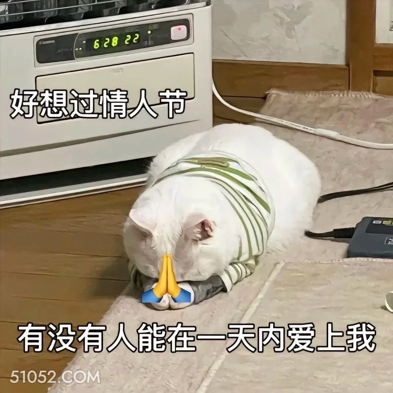 想过情人节 猫猫 七夕节 情人节 祈祷