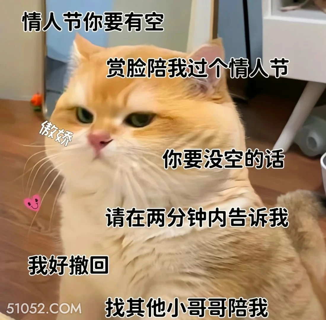 情人节有空找我 猫猫 七夕节 情人节