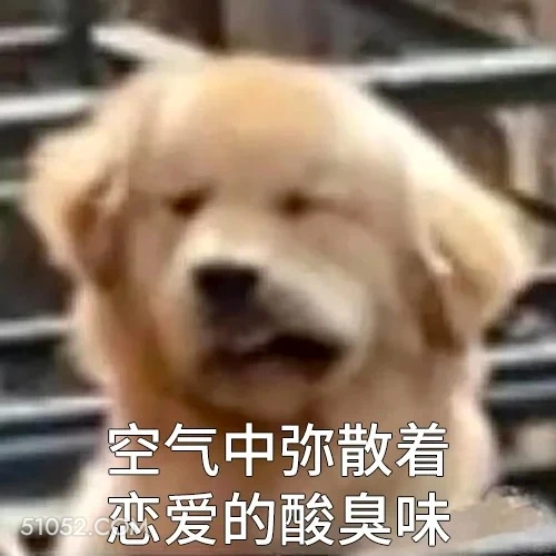 空气中弥漫着恋爱的酸臭味 单身狗 搞笑表情