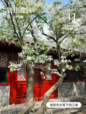 鲁迅手植白丁香 绍兴市 鲁迅故居 2024年9月11日 甲辰年癸酉月戊寅日