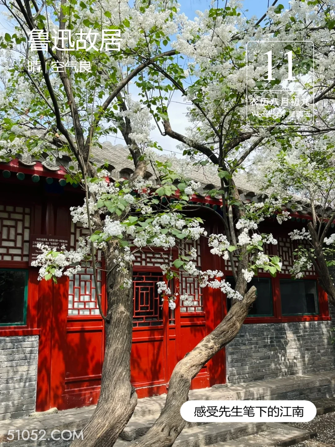 鲁迅手植白丁香 绍兴市 鲁迅故居 2024年9月11日 甲辰年癸酉月戊寅日