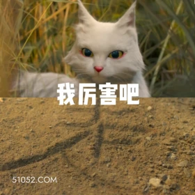 大理寺少卿游 影视剧 搞笑表情 猫猫 李饼 举重 我厉害吧