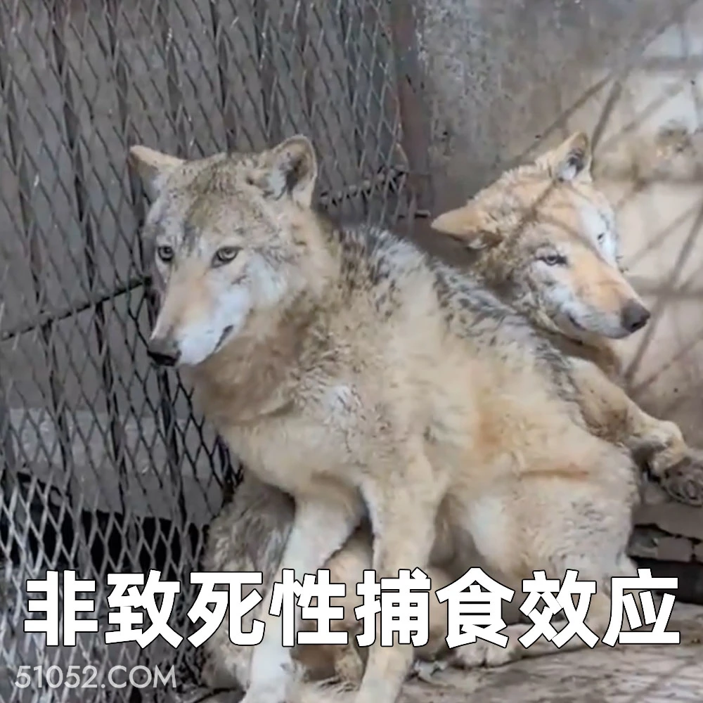 非致死性捕食效应 2025年04月18日 恶搞 恶搞新闻 狼 老虎 饲养员