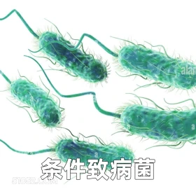条件致病菌 2025年06月12日 恶搞 恶搞新闻 蜜雪冰城 大肠杆菌