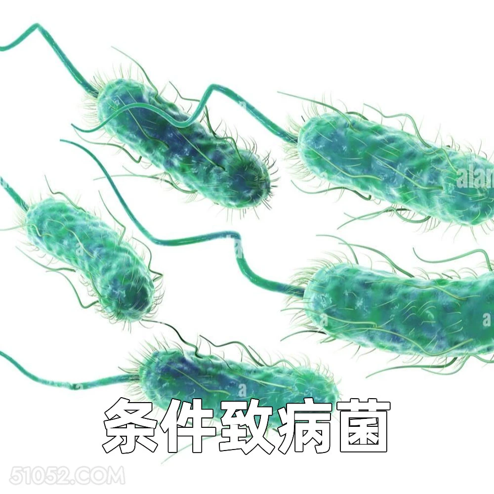 条件致病菌 2025年06月12日 恶搞 恶搞新闻 蜜雪冰城 大肠杆菌
