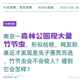 大量竹节虫 2025年06月26日 新闻 头条热搜