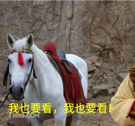 我也要看 西游记 影视追剧 搞笑表情 猪八戒 沙和尚