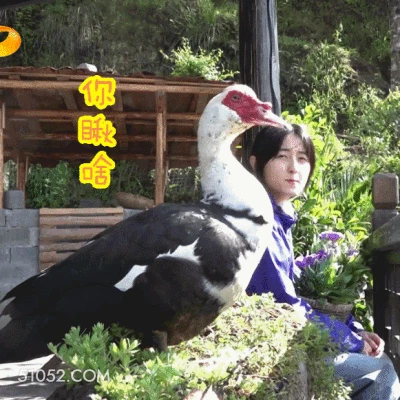 你瞅啥 张子枫 演员 歌手 你瞅啥