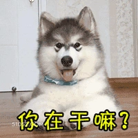 你在干嘛？ 狗狗