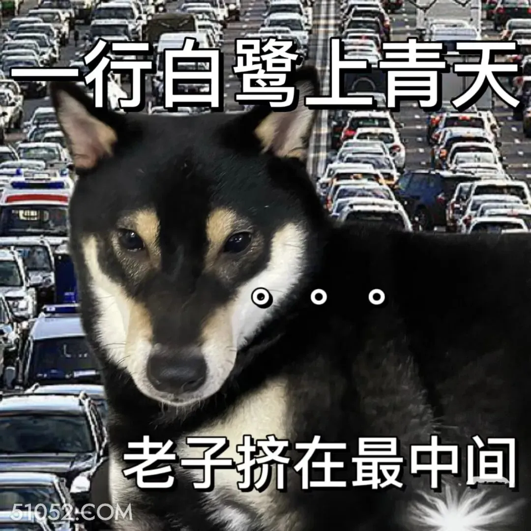 一行白鹭上青天，老子挤在最中间 二哈 返程 堵车 搞笑文案