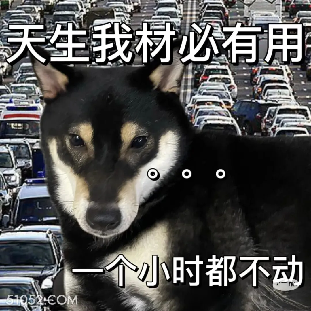 天生我材必有用，一个小时都不动 二哈 返程 堵车 搞笑文案