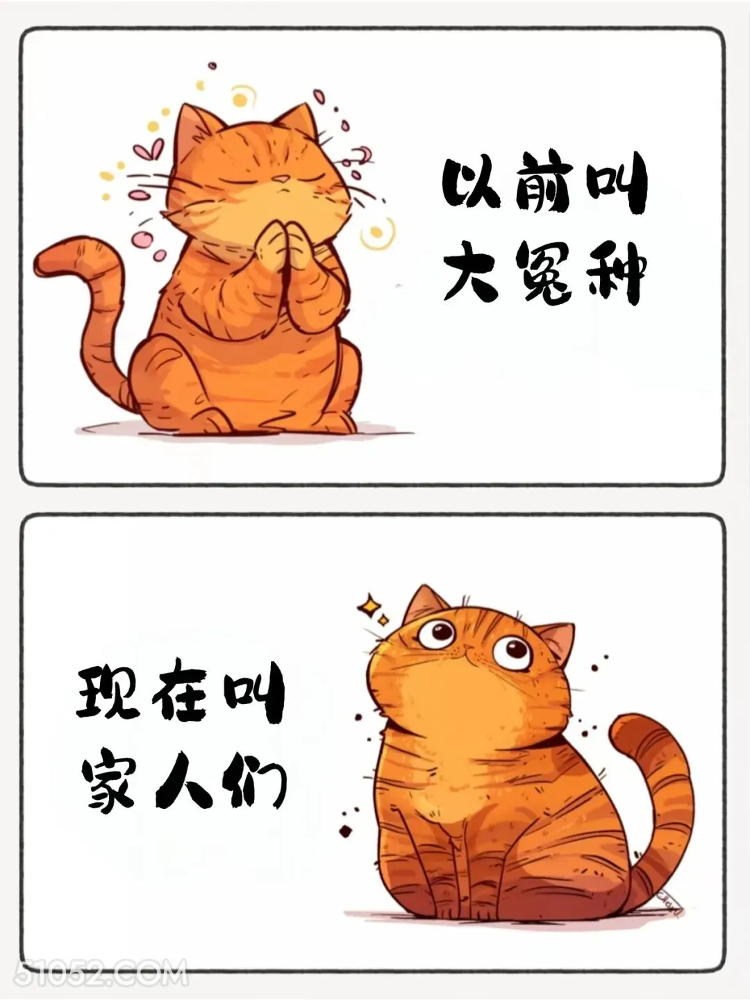 以前叫大冤种 现在叫家人们 猫猫 热梗 搞笑文案